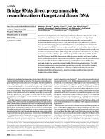 Bridge RNAs direct programmable recombination of target and donor DNA
