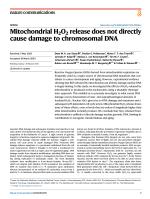 Mitochondrial H2O2 release does not directly cause damage to chromosomal DNA
