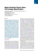 Matrix Elasticity Directs Stem Cell Lineage Specification