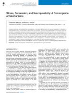 Stress, Depression, and Neuroplasticity: A Convergence of Mechanisms