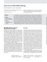 Overview of MicroRNA Biology