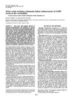 Nitric oxide mediates glutamate-linked enhancement of cGMP levels in the cerebellum (N-methyl-d-aspartate/arginine/citrulline/climbing fibers/inositol phospholipid cycle)