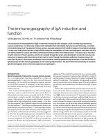 The immune geography of IgA induction and function