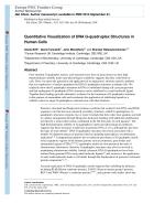 Quantitative Visualization of DNA G-quadruplex Structures in Human Cells