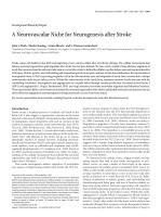 A Neurovascular Niche for Neurogenesis after Stroke