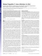 Robust hepatitis C virus infection in vitro