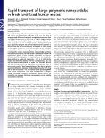 Rapid transport of large polymeric nanoparticles in fresh undiluted human mucus