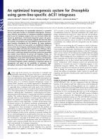 An optimized transgenesis system for Drosophila using germ-line-specific φC31 integrases