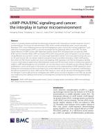 cAMP-PKA/EPAC signaling and cancer: the interplay in tumor microenvironment