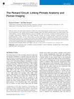 The Reward Circuit: Linking Primate Anatomy and Human Imaging