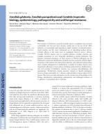 Candida glabrata, Candida parapsilosis and Candida tropicalis: biology, epidemiology, pathogenicity and antifungal resistance