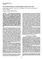 Tat-mediated delivery of heterologous proteins into cells