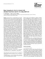Bone formation in vitro by stromal cells obtained from bone marrow of young adult rats