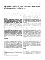 Neutrophil extracellular traps capture and kill Candida albicans yeast and hyphal forms