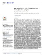 Cell size homeostasis is tightly controlled throughout the cell cycle