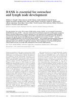 RANK is essential for osteoclast and lymph node development