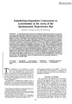 Endothelium-Dependent Contractions to Acetylcholine in the Aorta of the Spontaneously Hypertensive Rat