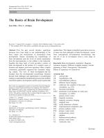 The Basics of Brain Development