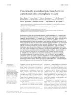 Functionally specialized junctions between endothelial cells of lymphatic vessels