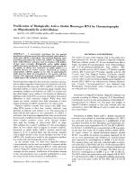 Purification of Biologically Active Globin Messenger RNA by Chromatography on Oligothymidylic acid-Cellulose