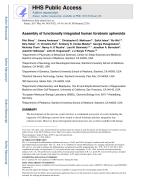Assembly of functionally integrated human forebrain spheroids