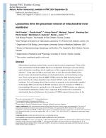 Lysosomes drive the piecemeal removal of mitochondrial inner membrane