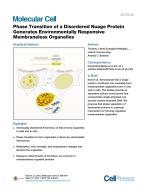 Phase Transition of a Disordered Nuage Protein Generates Environmentally Responsive Membraneless Organelles