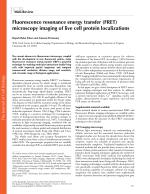 Fluorescence resonance energy transfer (FRET) microscopy imaging of live cell protein localizations