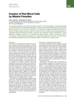 Invasion of Red Blood Cells by Malaria Parasites