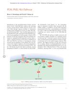 PI3K-PKB/Akt Pathway