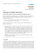 Mechanisms of Cisplatin Nephrotoxicity