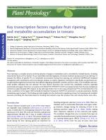 Key transcription factors regulate fruit ripening and metabolite accumulation in tomato