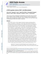 mTOR regulates memory CD8 T cell differentiation