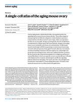A single-cell atlas of the aging mouse ovary