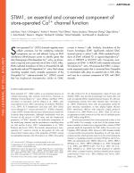 STIM1, an essential and conserved component of store-operated Ca2+ channel function