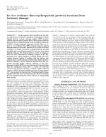 In vivo evidence that erythropoietin protects neurons from ischemic damage
