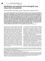 Identification and expansion of the tumorigenic lung cancer stem cell population