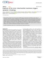 Exposure of the inner mitochondrial membrane triggers apoptotic mitophagy
