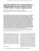 Cascade regulation of terminal adipocyte differentiation by three members of the C/EBP family of leucine zipper proteins