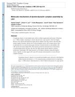 Molecular mechanism of dynein-dynactin complex assembly by LIS1