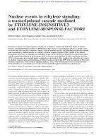 Nuclear events in ethylene signaling: a transcriptional cascade mediated by ETHYLENE-INSENSITIVE3 and ETHYLENE-RESPONSE-FACTOR1
