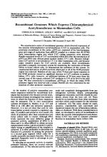 Recombinant Genomes Which Express Chloramphenicol Acetyltransferase in Mammalian Cells