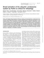 Broad activation of the ubiquitin–proteasome system by Parkin is critical for mitophagy