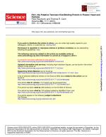 Pot1, the Putative Telomere End-Binding Protein in Fission Yeast and Humans