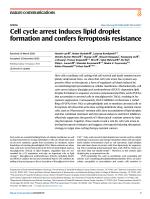 Cell cycle arrest induces lipid droplet formation and confers ferroptosis resistance