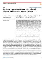 Predatory protists reduce bacteria wilt disease incidence in tomato plants