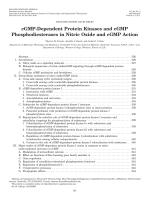 cGMP-Dependent Protein Kinases and cGMP Phosphodiesterases in Nitric Oxide and cGMP Action