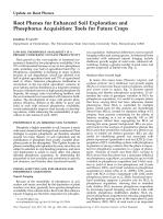 Root Phenes for Enhanced Soil Exploration and Phosphorus Acquisition: Tools for Future Crops