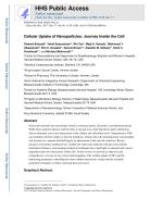 Cellular Uptake of Nanoparticles: Journey Inside the Cell