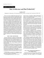 Root Architecture and Plant Productivity